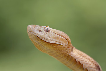 Venomous Copperhead Snake (Agkistrodon contortrix)