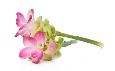 Siam tulip or Curcuma flower in Thailand on white background