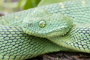 Obraz premium Venomous African Bush Viper (Atheris chlorechis)