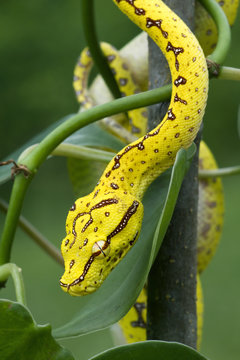 Green Tree Python (Juvenile Yellow Phase) Hunting in Rainforest Tree 