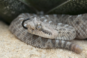 Week old baby Sidewinder Rattlesnake