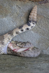 Birth of a Baby Sidewinder Rattlesnake