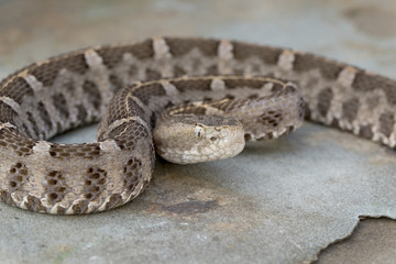 Slender Hognosed Viper (Porthidium ophryomegas ) ready to strike