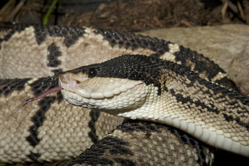 Venomous Black-headed Bushmaster Snake (Lachesis melanocephala)