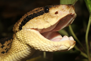Venomous South American Bushmaster Snake (Lachesis muta)