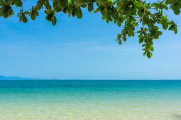 Branches and green foliage of sea almond tree with space of sea and blue sky ( Terminalia catappa L., Bengal Almond, Indian Almond )