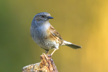 Dunnock perched on log