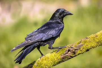 Black Carrion Crow on mossy log