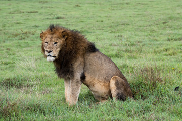 Mighty Lion watching the lionesses who are ready for the hunt in Masai Mara, Kenya (Panthera leo)