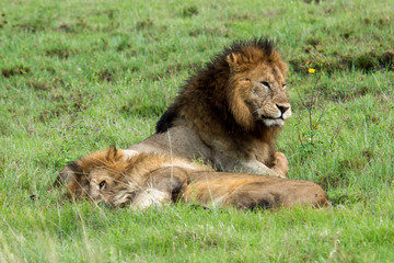 Mighty Lion watching the lionesses who are ready for the hunt in Masai Mara, Kenya (Panthera leo)