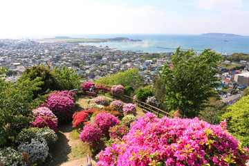 館山城のツツジ（千葉県・館山市）