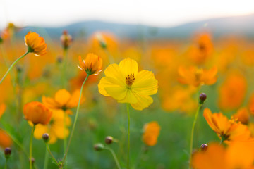 해바라기와 코스모스