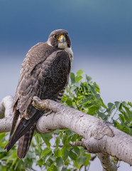 Peregrine Falcon