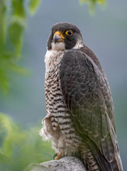 Peregrine Falcon