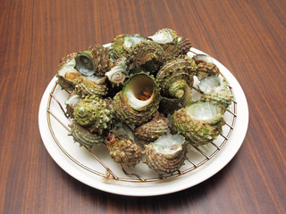 Boiled turbo sea snail shell  