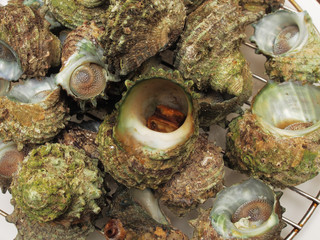 Boiled turbo sea snail shell  