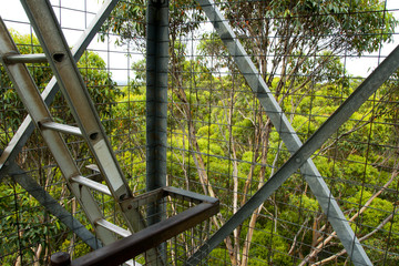 Gloucester Tree Climb - Pemberton - Australia