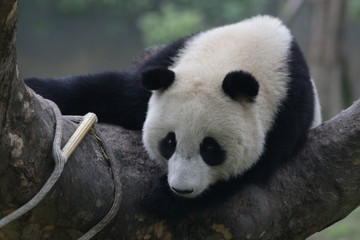 Fototapeta premium Cute Little Panda Cub