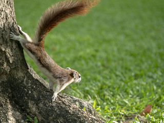 Obraz premium cute squirrel