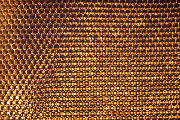 Close up of beehive or honeycomb