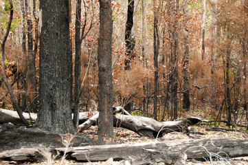 Bush Fire Trees - Australia
