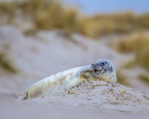 harbor seal pup with dunes in background