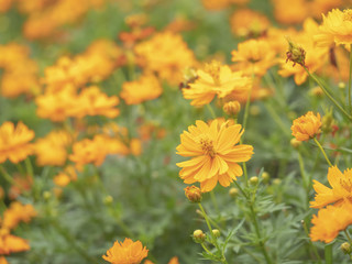 marigold flower