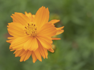 marigold flower