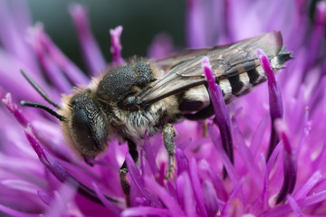 Macro photo of a leaf-cutting cuckoo bee, Coelioxys feeding on thistle