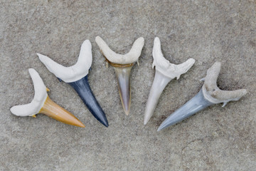 5 Colorful Bone Valley Sand Tiger (Carcharias taurus) Shark Teeth Fossils