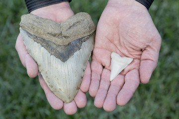 6 Inch Giant Prehistoric Megalodon Shark Tooth and 2 Inch Great White Shark Tooth