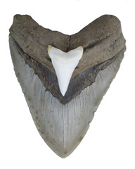 6 Inch Giant Prehistoric Megalodon Shark Tooth and 2 Inch Great White Shark Tooth