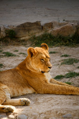 The lioness lies on the ground