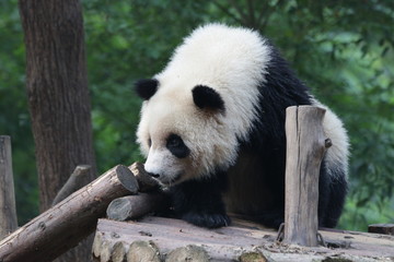 Fototapeta premium Little Fluffy Panda Cub , Chengdu, China