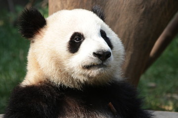 Fototapeta premium Close-up Little Panda's Face