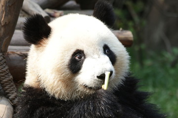 Happy Panda Cub eats Bamboo Shoot, Chengdu ,China