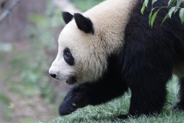 Obraz na płótnie Canvas Happy Panda Cub , Chengdu ,China