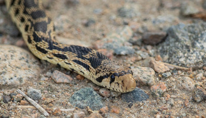 A bc Gopher Snake slides through the dirt trail.