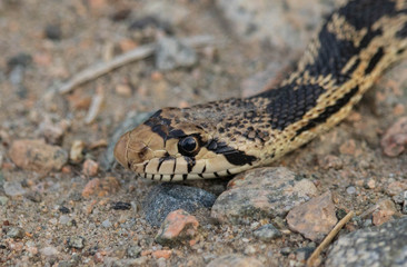 A bc Gopher Snake slides through the dirt trail.
