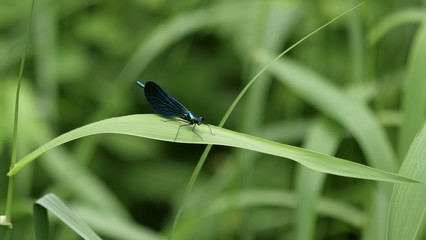 Libellule bleue, sous-bois des Pyrénées 