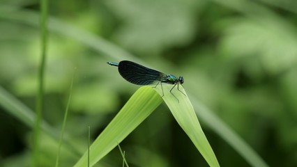 Libellule bleue, sous-bois des Pyrénées 