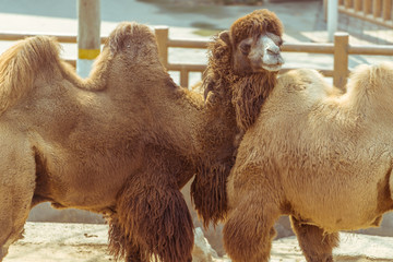The hairy camel in the zoo
