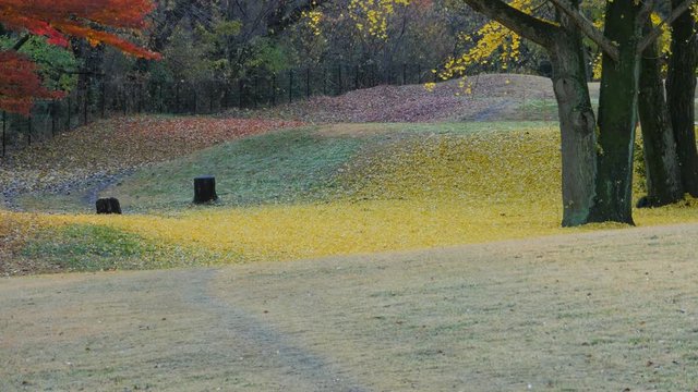 Autumn Leaves in Park
