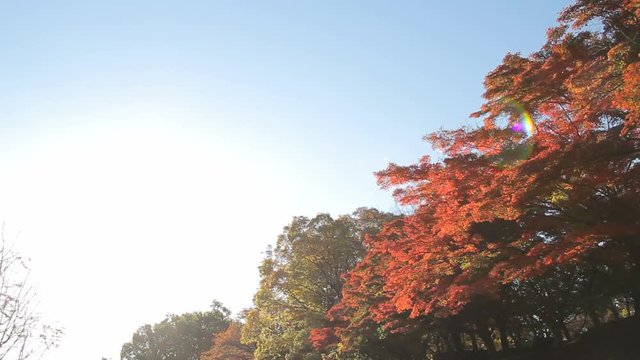 Morning Autumn Leaves