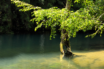 Naklejka premium 新緑の水中木