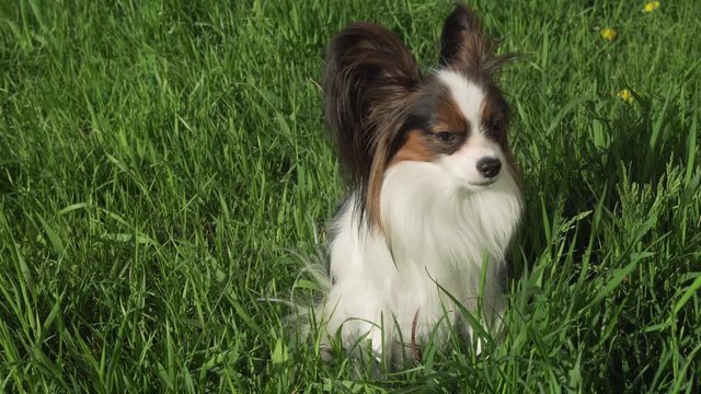 Beautiful dog Papillon sitting on green lawn and eating grass stock footage video