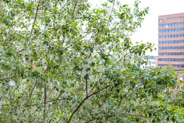 White poplar fluff in the twig among green leaves in the city