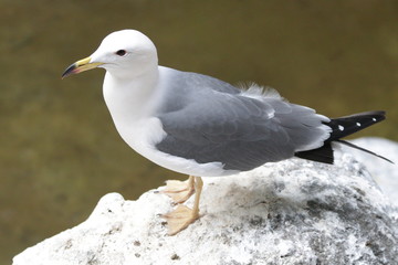 Close-up Seagull Bird