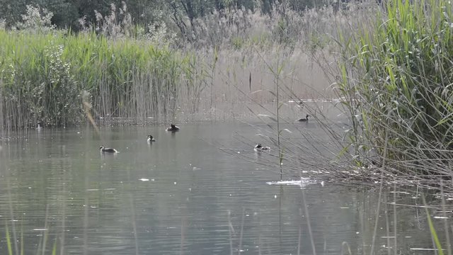 i suoni del biotopo