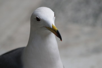 Close-up Seagull Bird